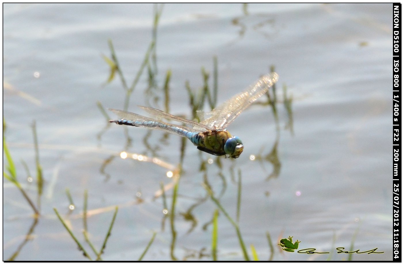 Anax imperator