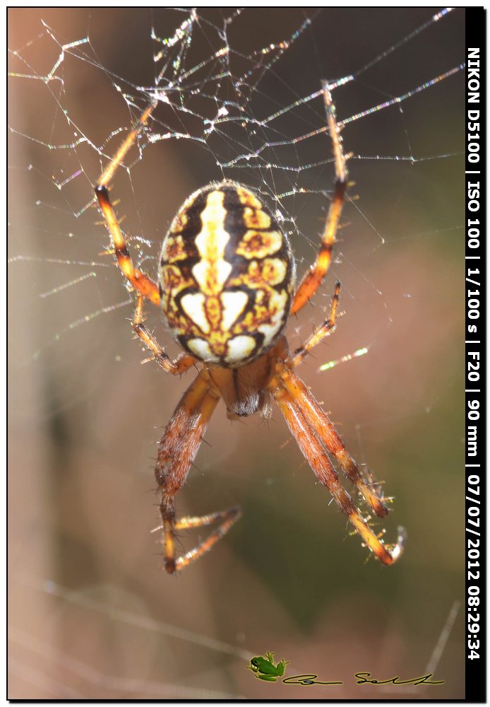 Araneidae, Neoscona adianta