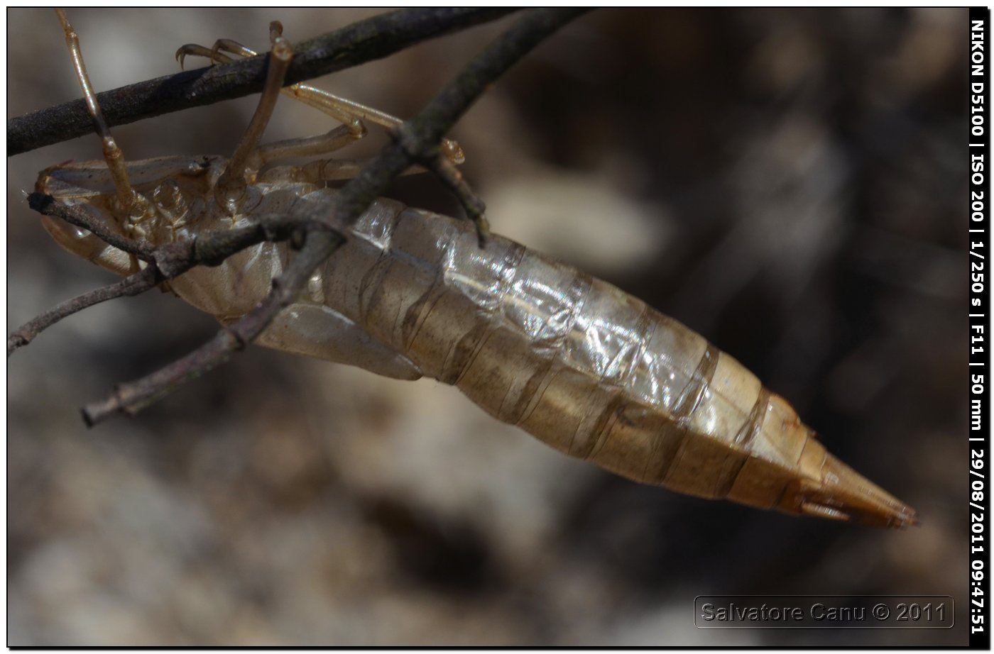 Exuvia da id. 2: Anax imperator