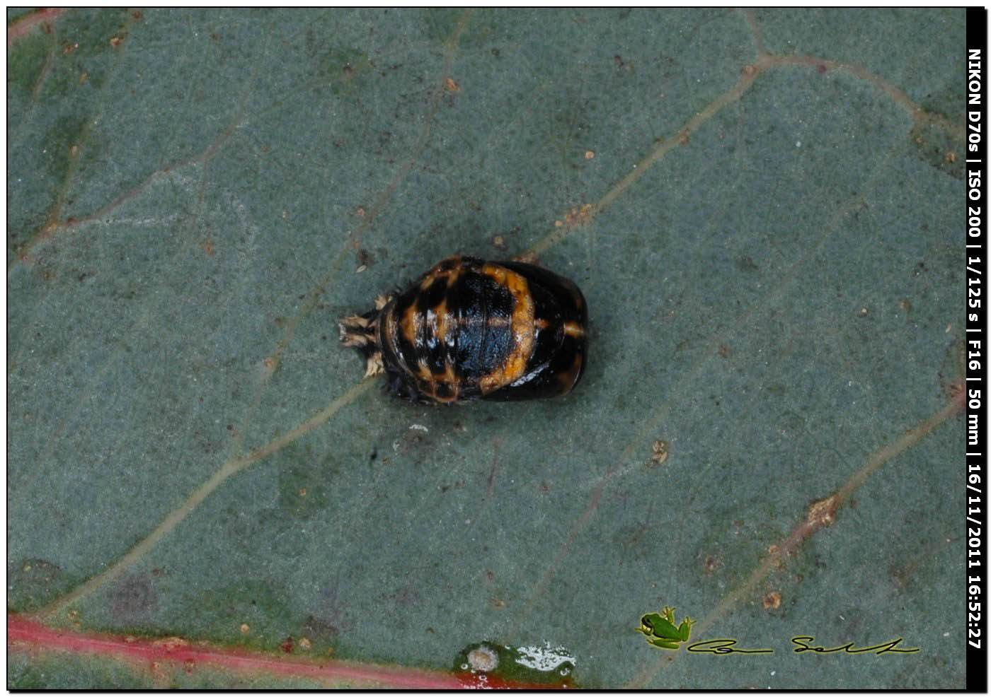 Pupario di Harmonia axiridis