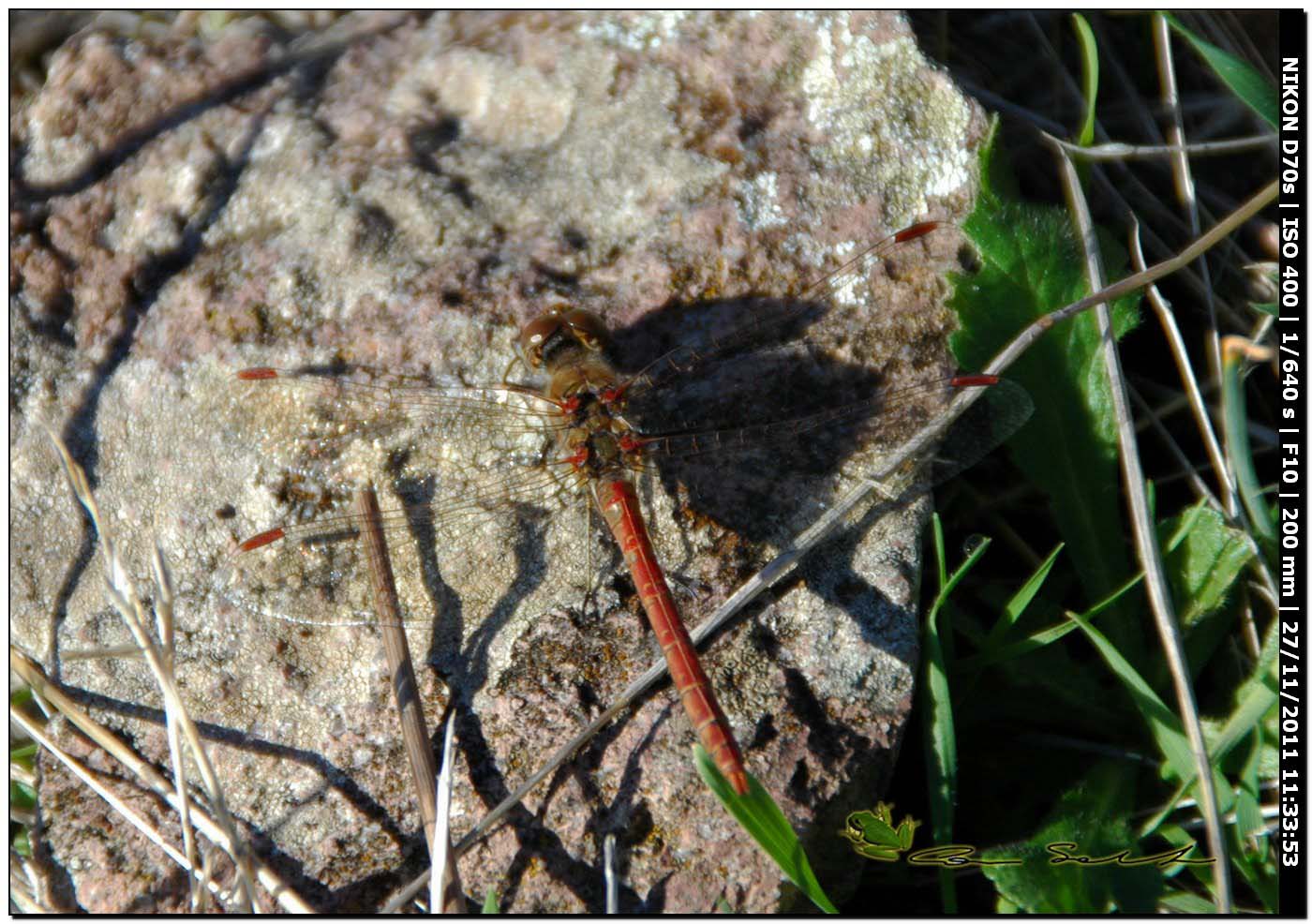 Sympetrum striolatum?