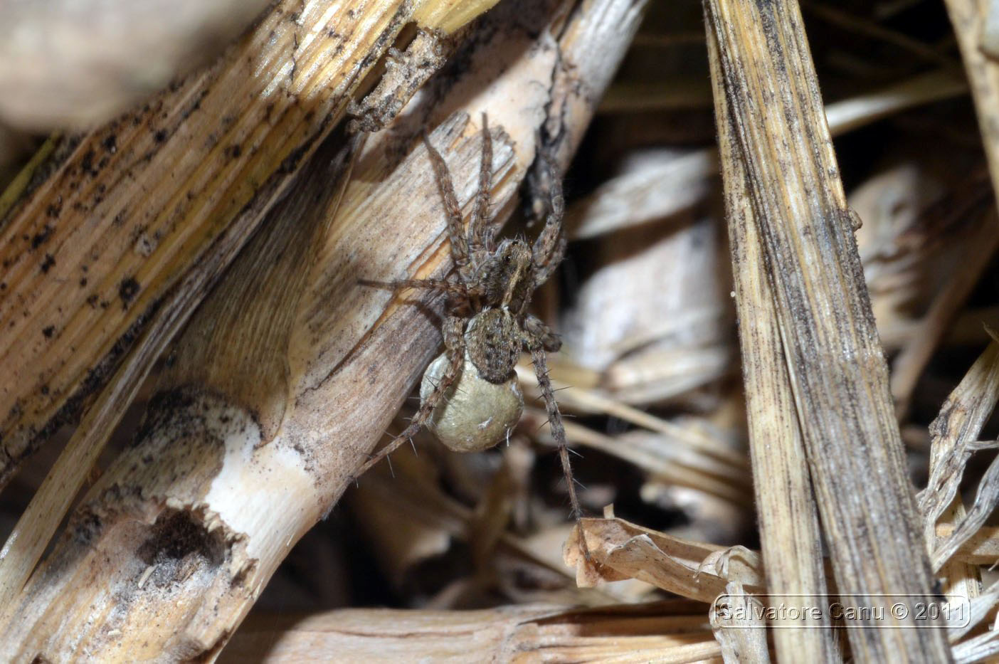 Pardosa sp.