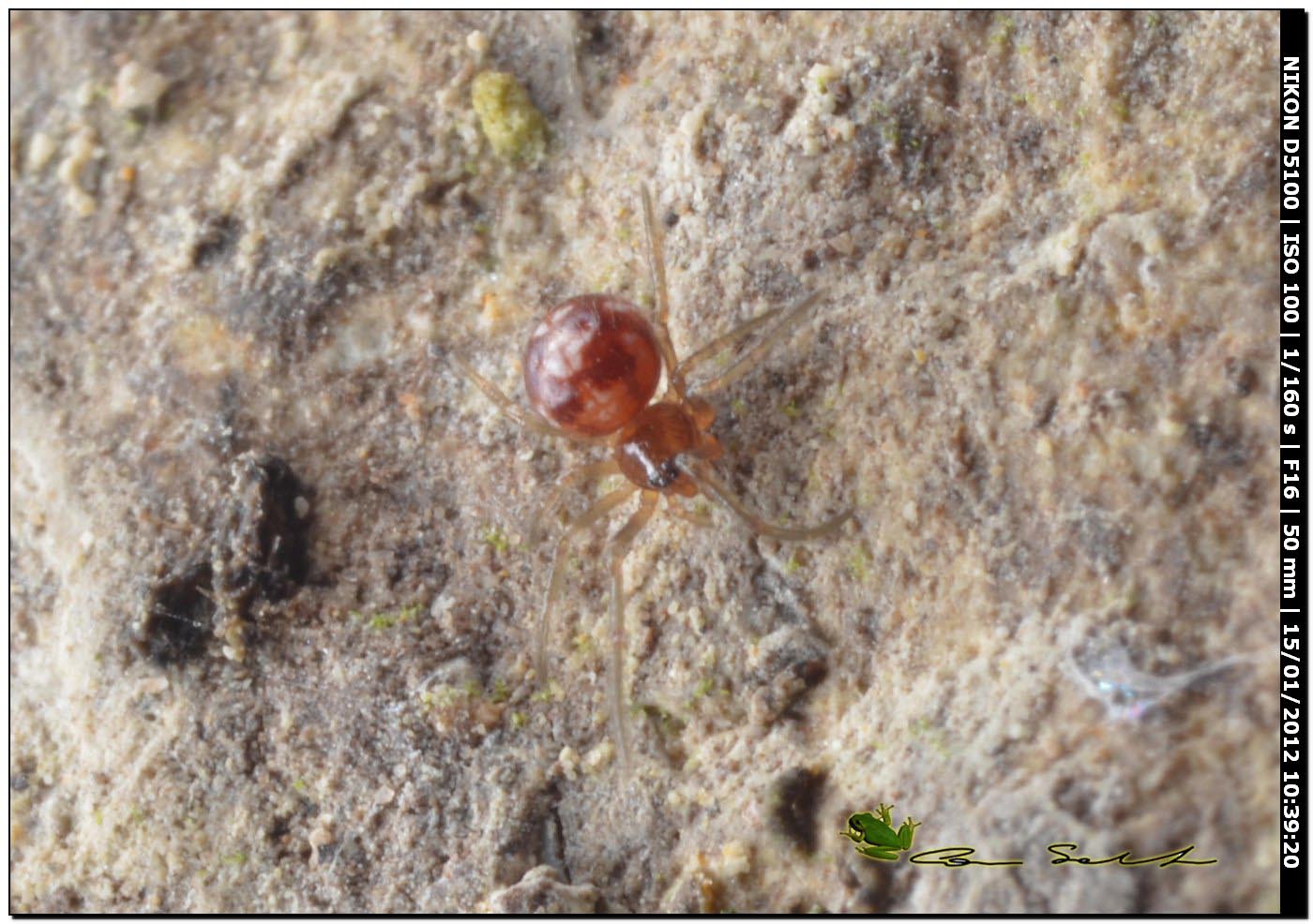 Steatoda triangulosa