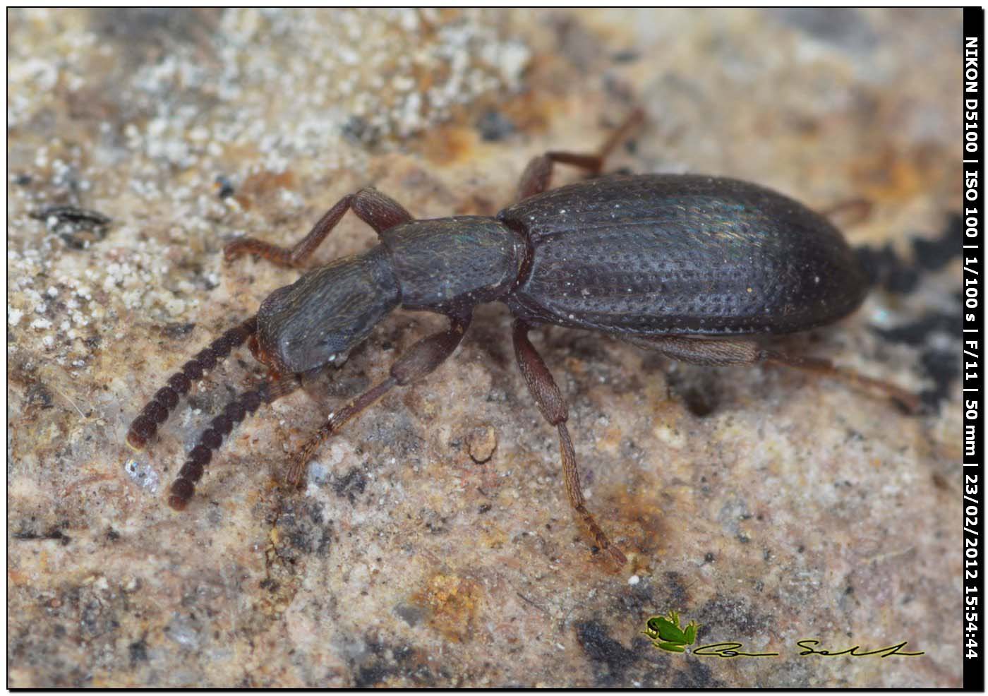 Stenosis sp. (Tenebrionidae) con formiche