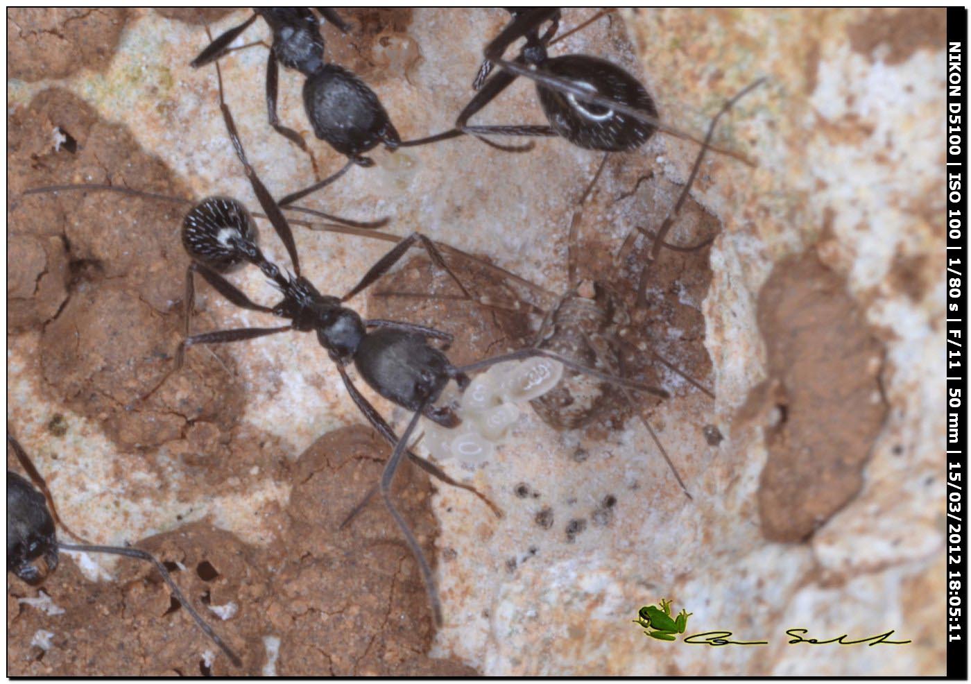 Aphaenogaster spinosa con larve e opilione