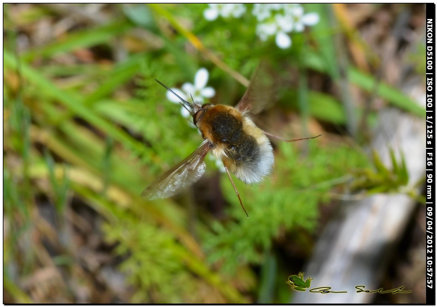 Bombylius major ?....in volo 