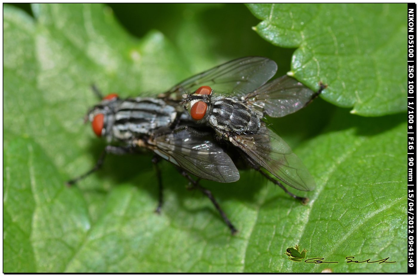 Sarcophagidae? da id.