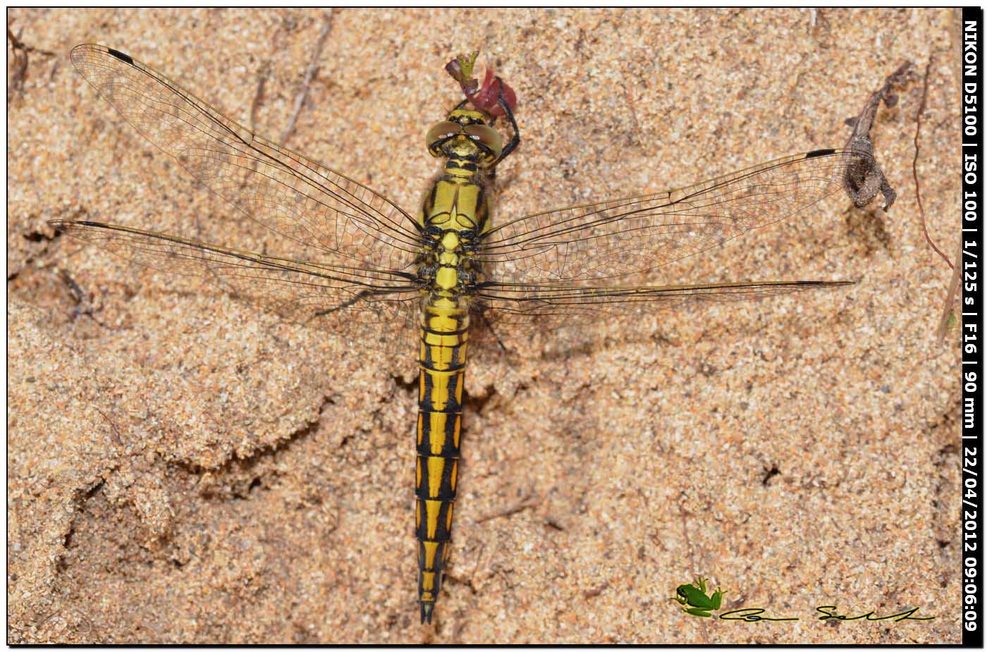 Orthetrum cancellatum