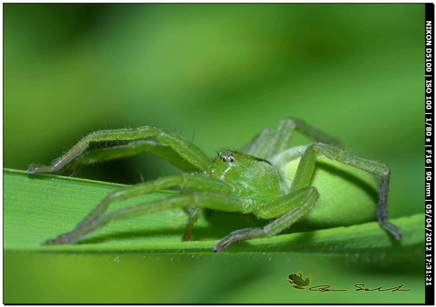 Micrommata ligurina