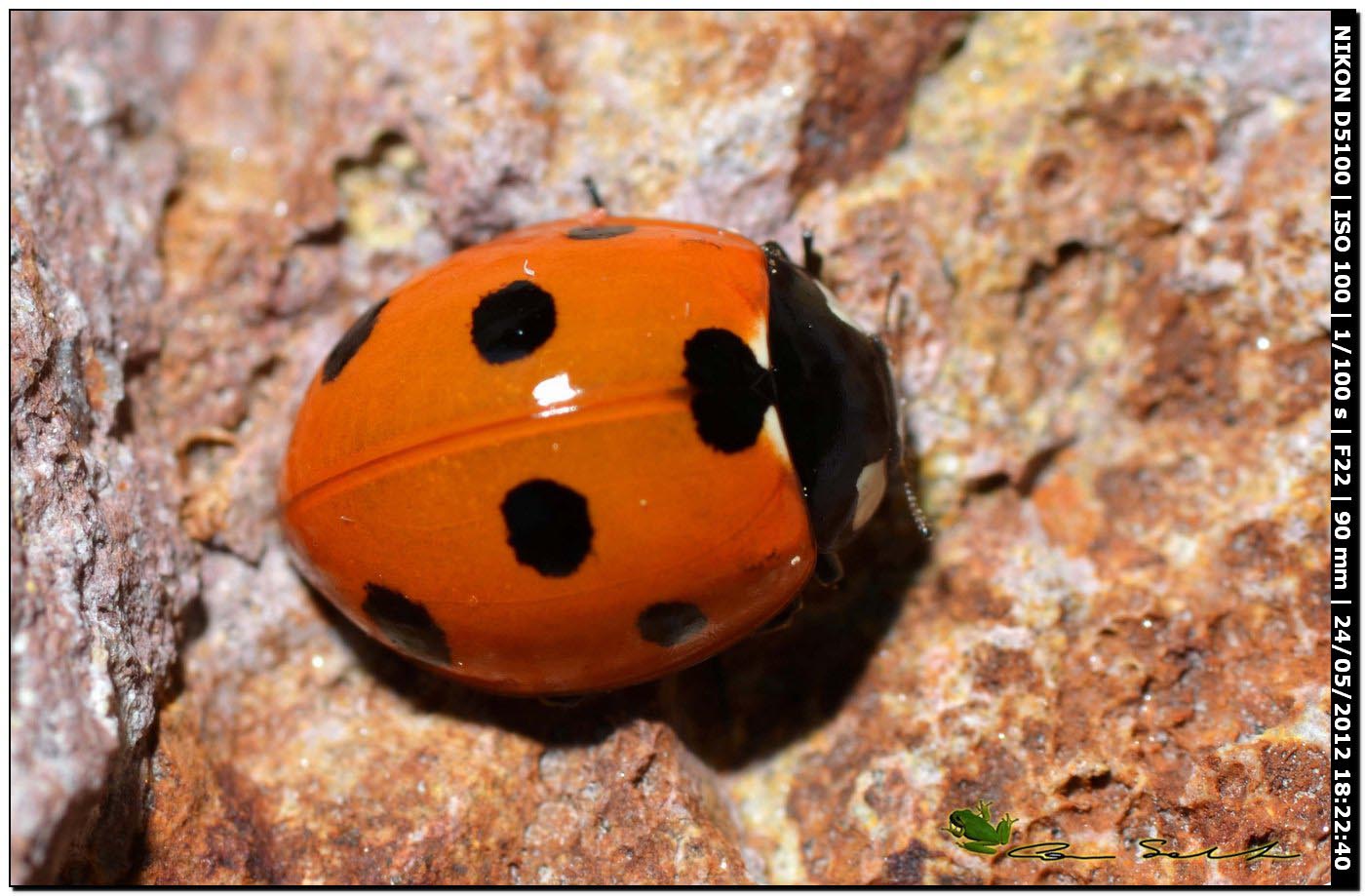 Coccinella septempunctata