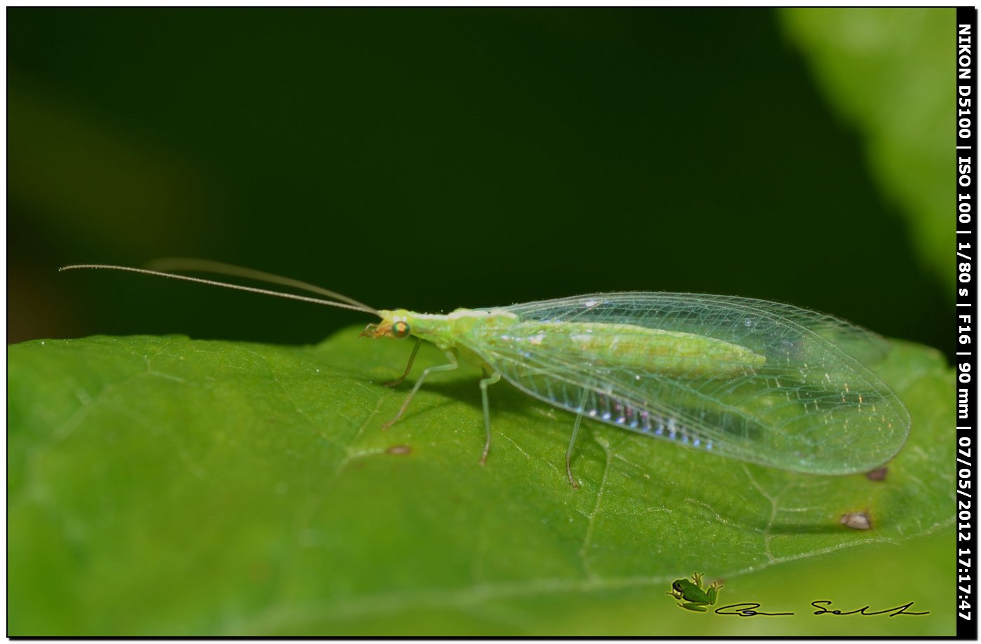 Chrysoperla lucasina