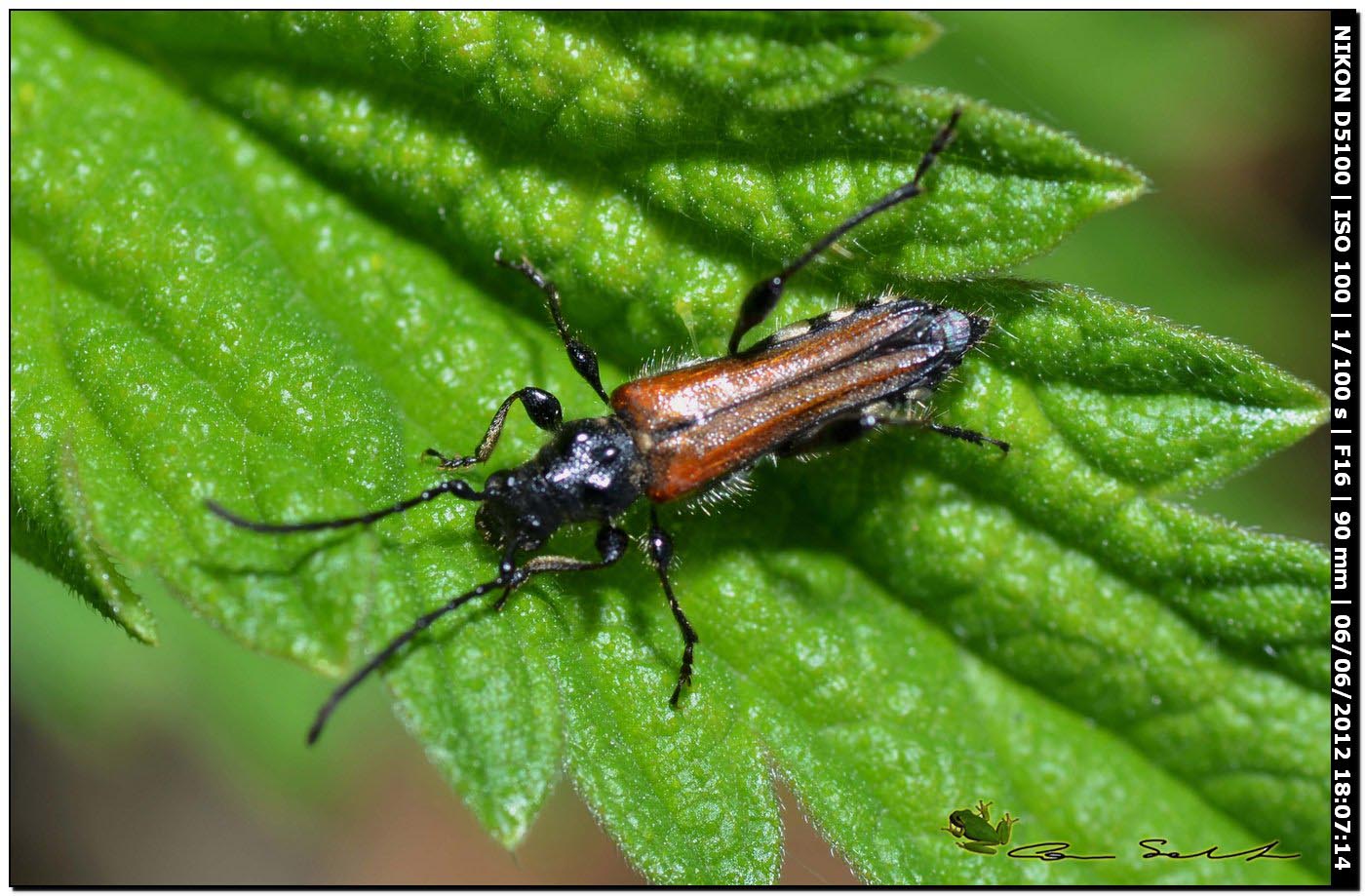 Stenopterus ater, Cerambycidae