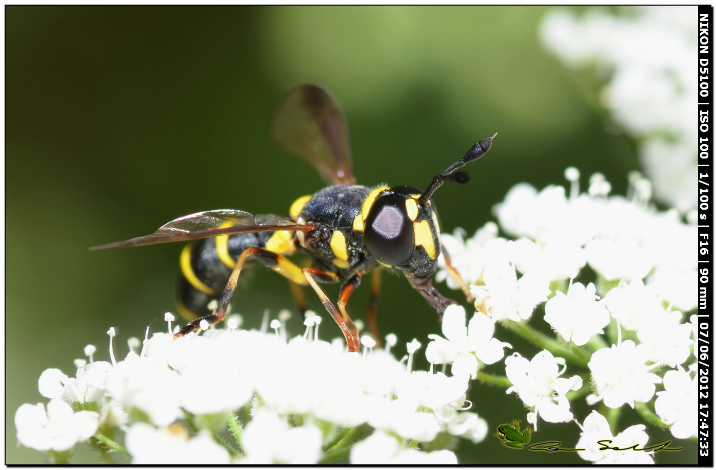 Ceriana vespiformis