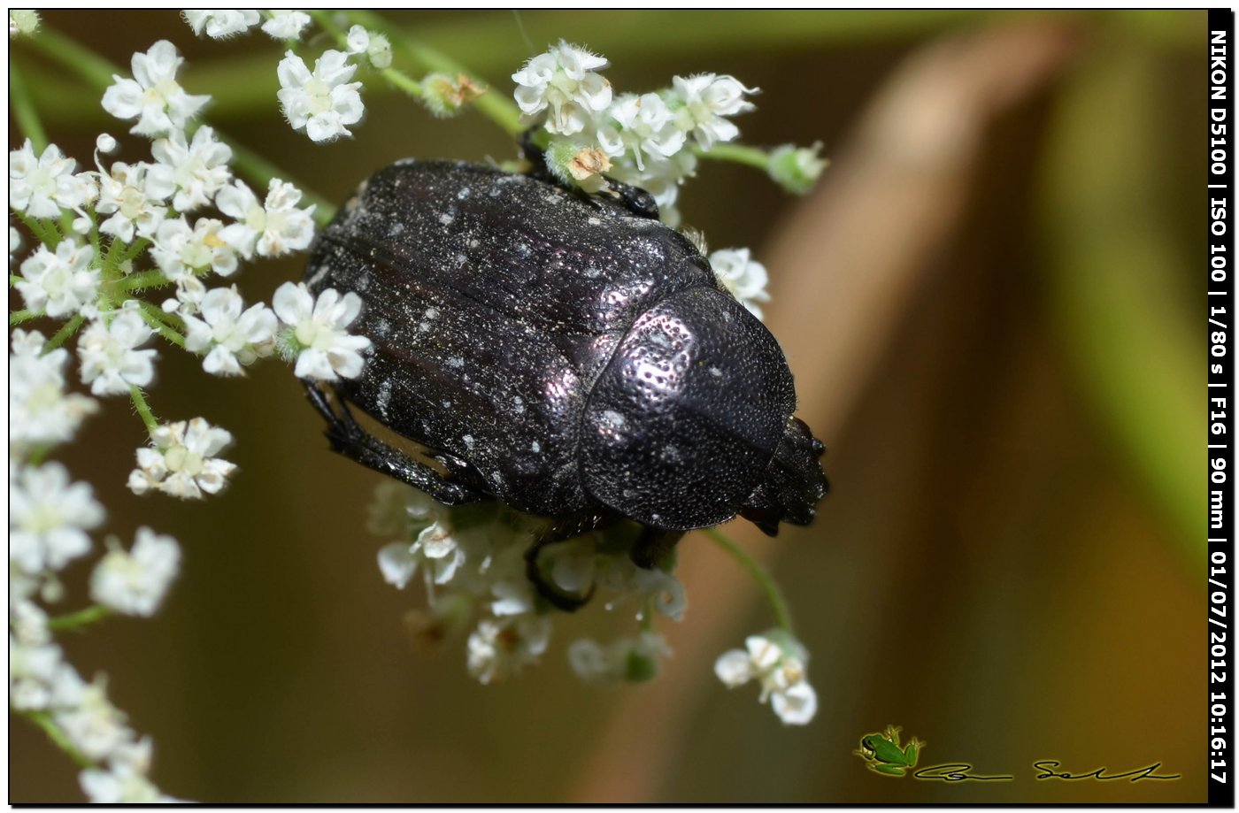 Oxythyrea funesta?