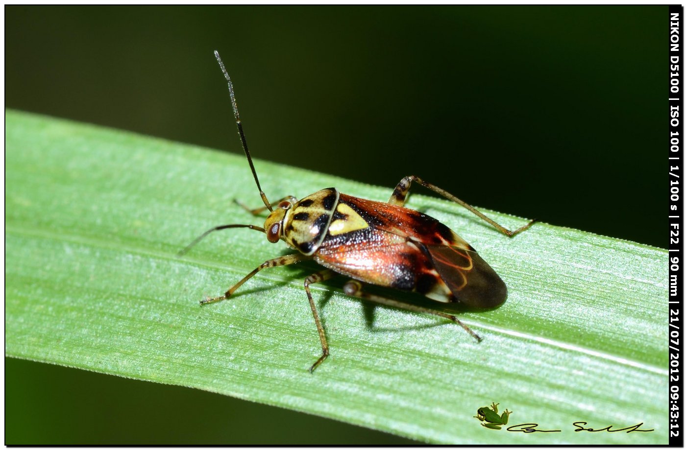 Miridae: Lygus pratensis di Sardegna (SS)