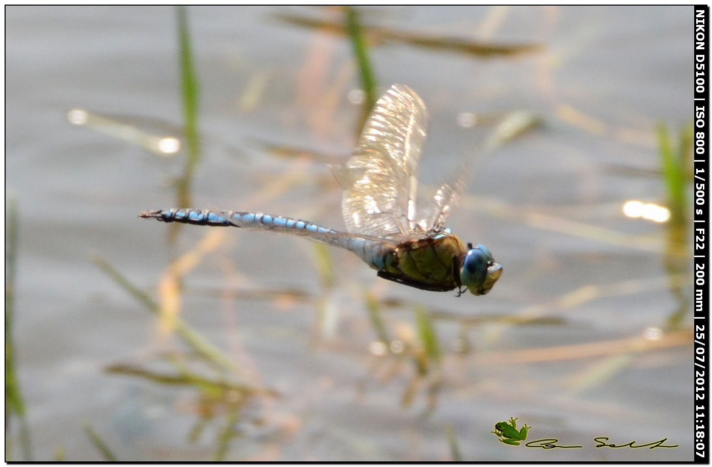 Anax imperator