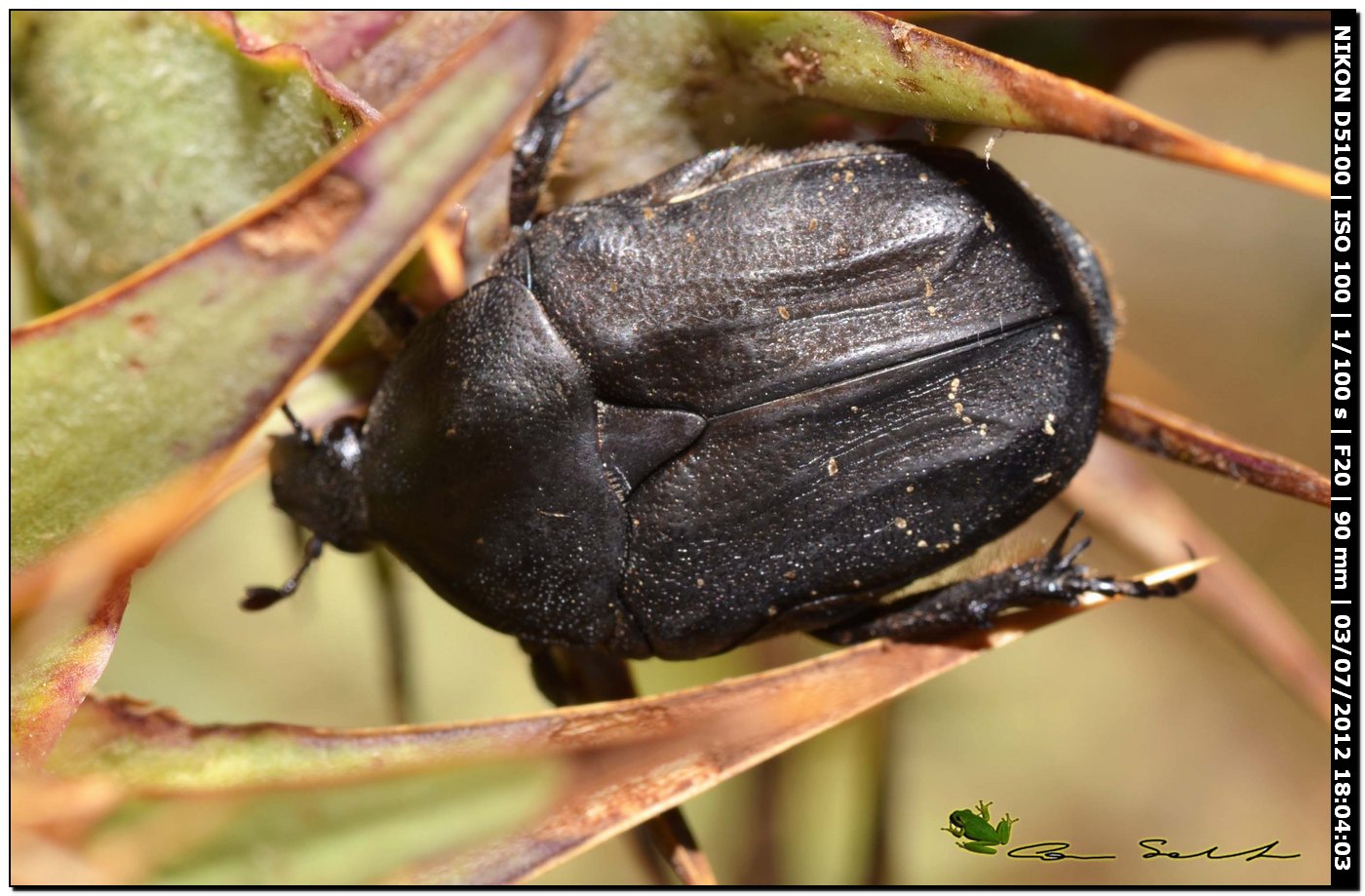 Cetoniidae, Protaetia (Netocia) morio?