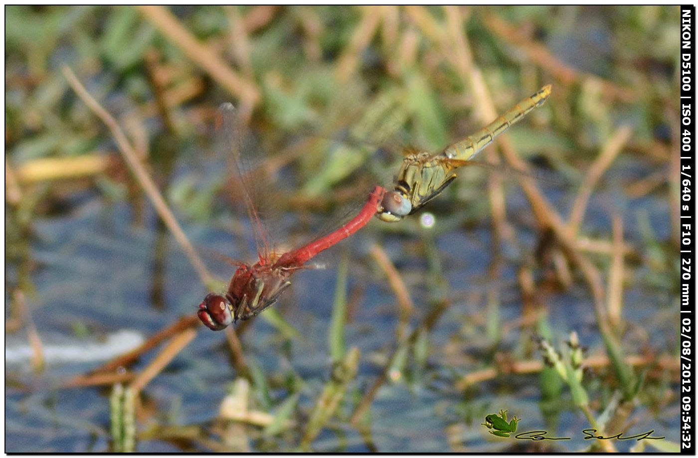 Sympetrum fonscolombii, ovodeposizione