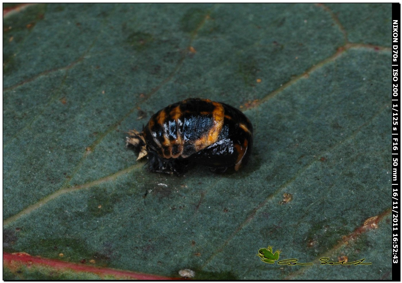 Pupario di Harmonia axiridis