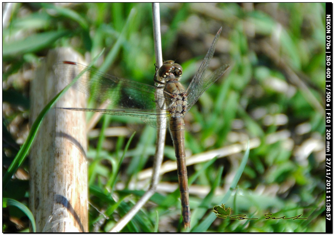 Sympetrum striolatum?