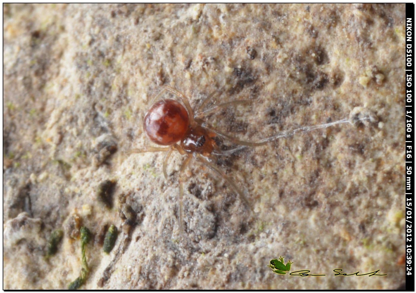 Steatoda triangulosa