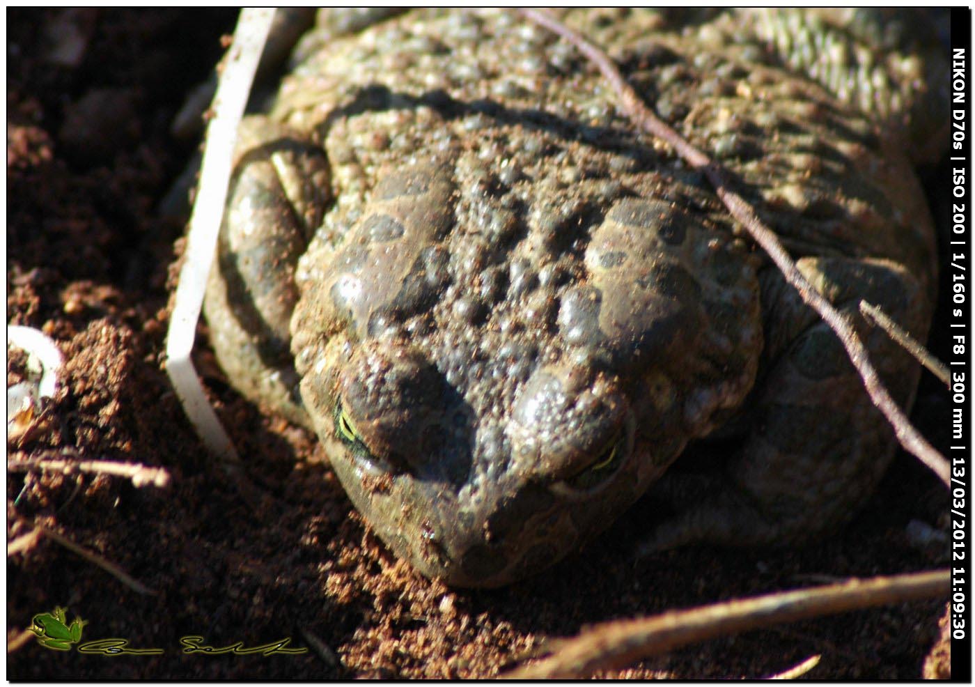 Bufo viridis? Bufotes balearicus (Sardegna)