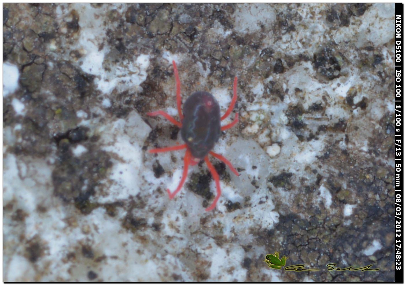 Acaro Penthaleidae, probably Penthaleus sp.