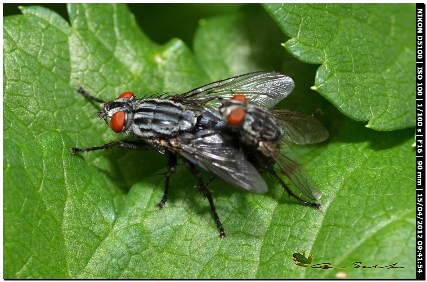 Sarcophagidae? da id.