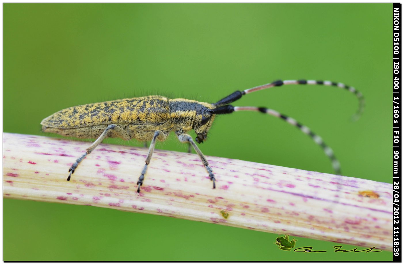 Agapanthia sicula malmerendii