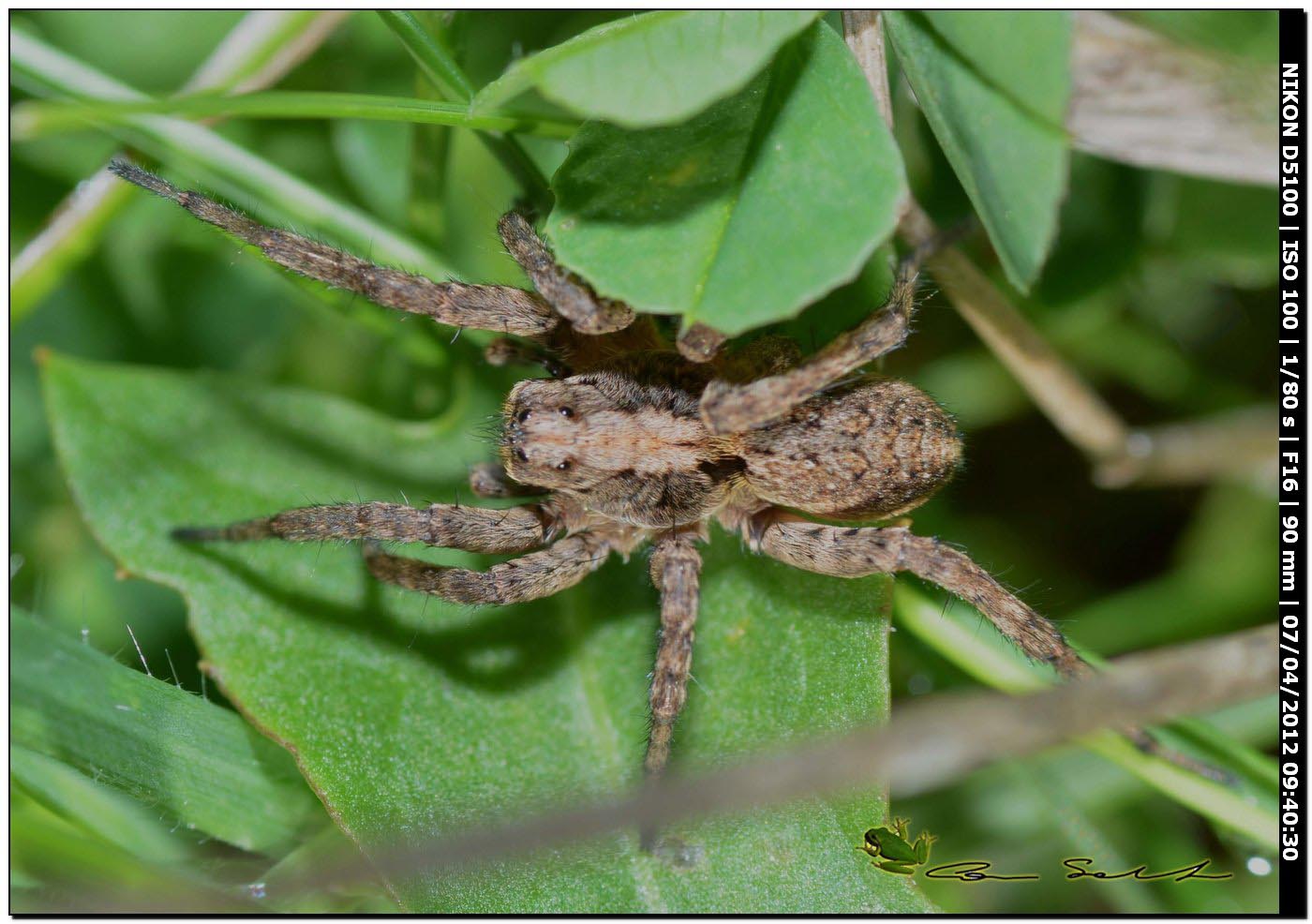 Alopecosa cf. albofasciata