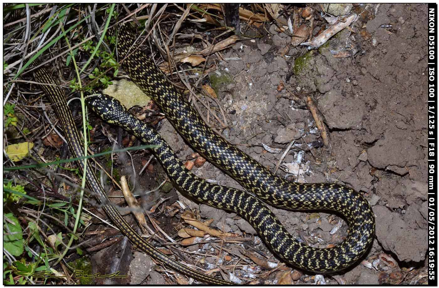 Biacco sotto una pietra