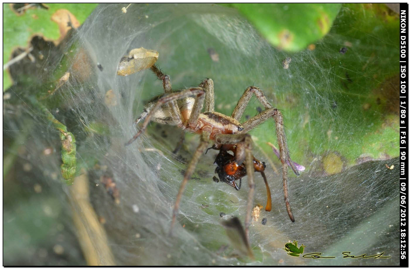 Agelena Labyrintica