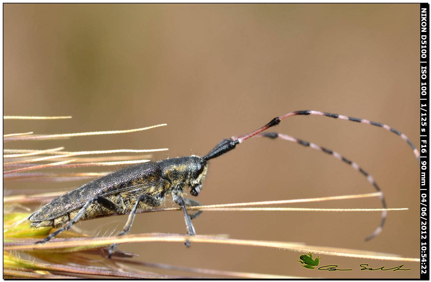 Agapanthia sicula malmerendii Sama