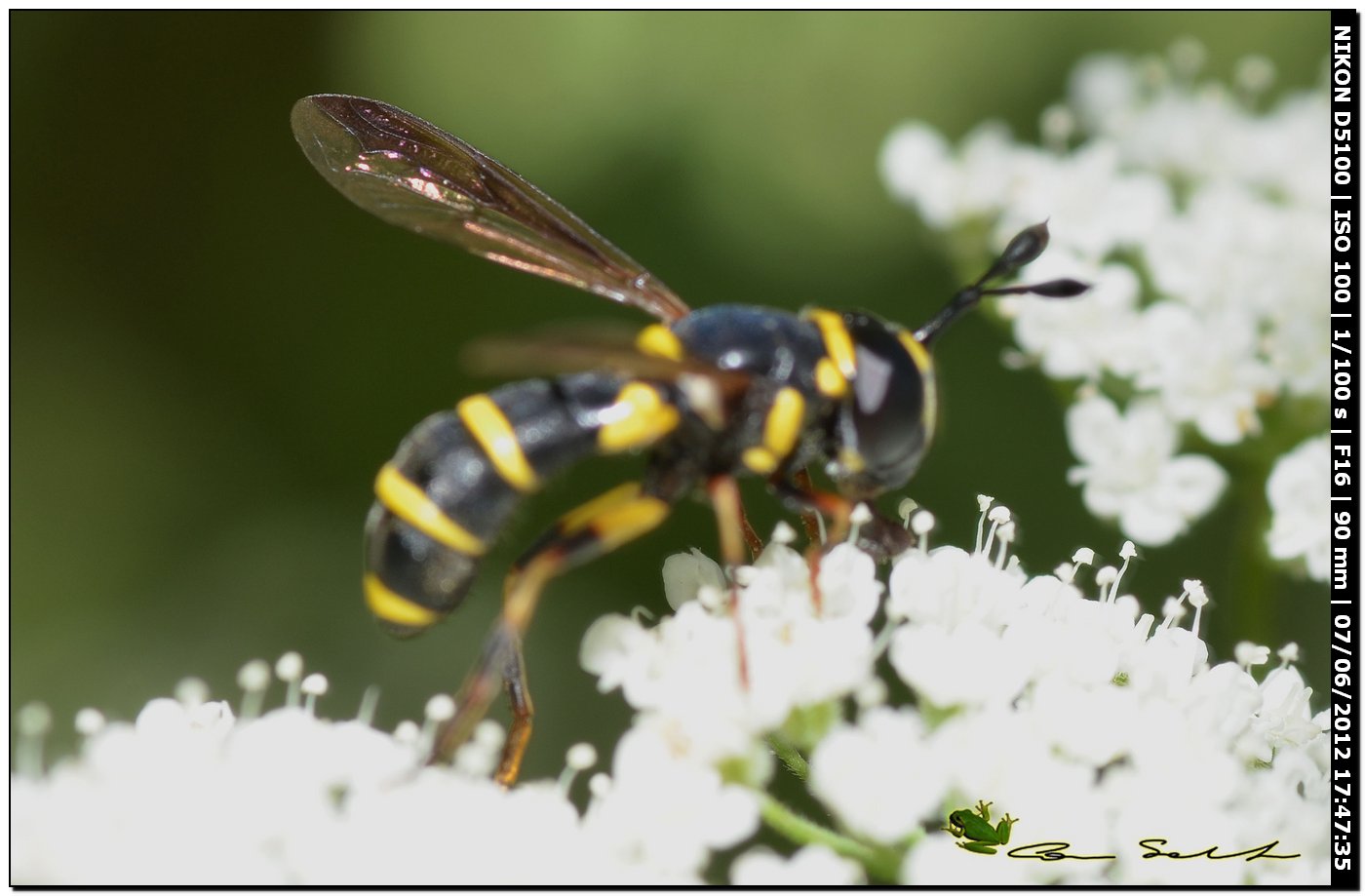 Ceriana vespiformis