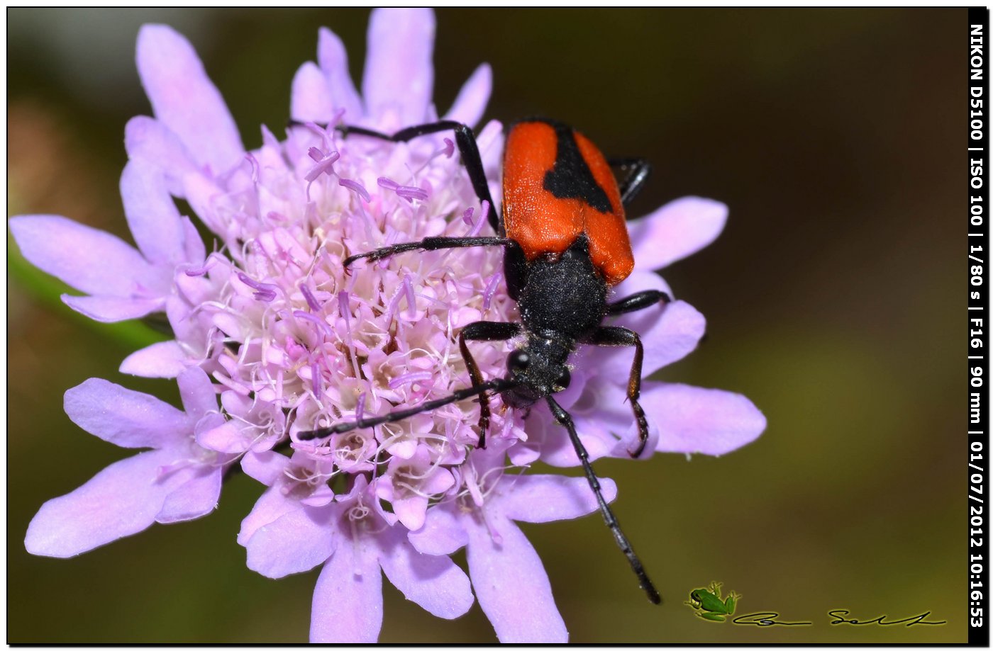 Stictoleptura cordigera