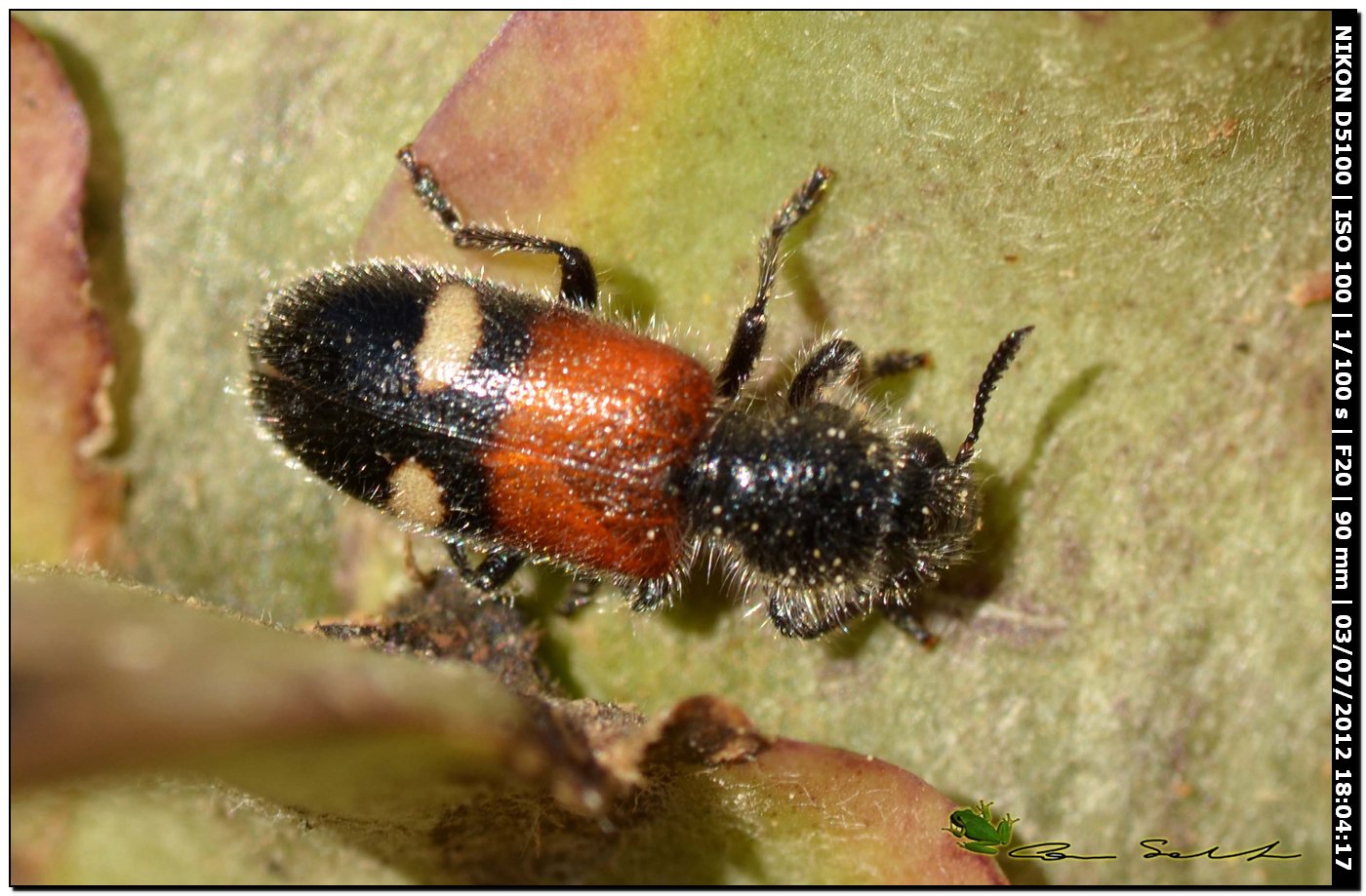 Cleridae, Tilloidea transversalis