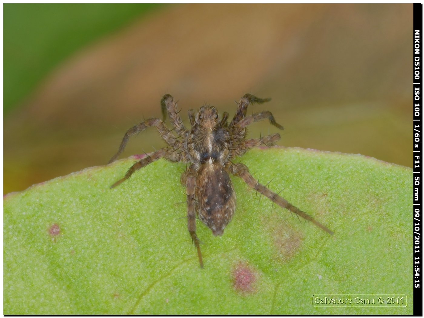 Pardosa sp.