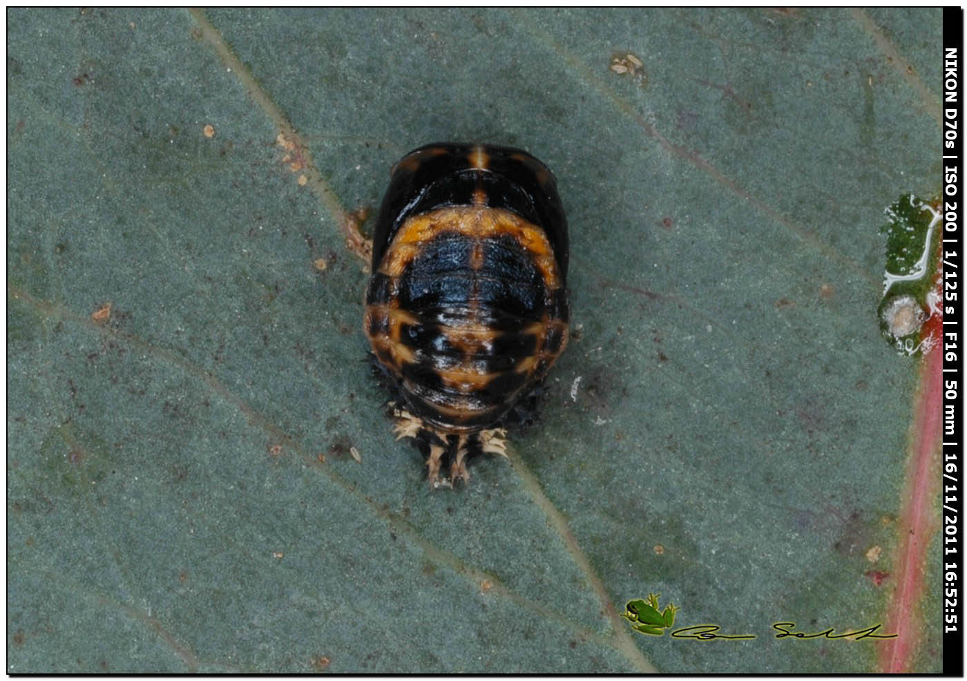 Pupario di Harmonia axiridis