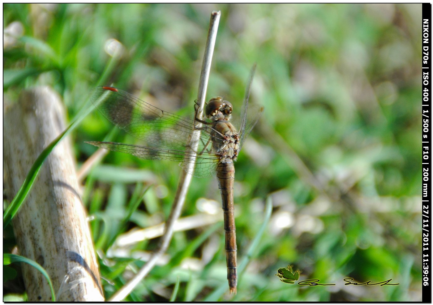 Sympetrum striolatum?