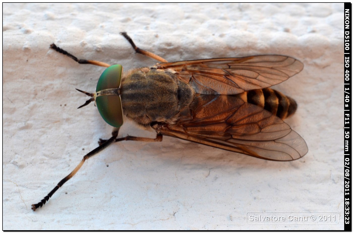 Dittero?? da ID, 20mm Tabanidae