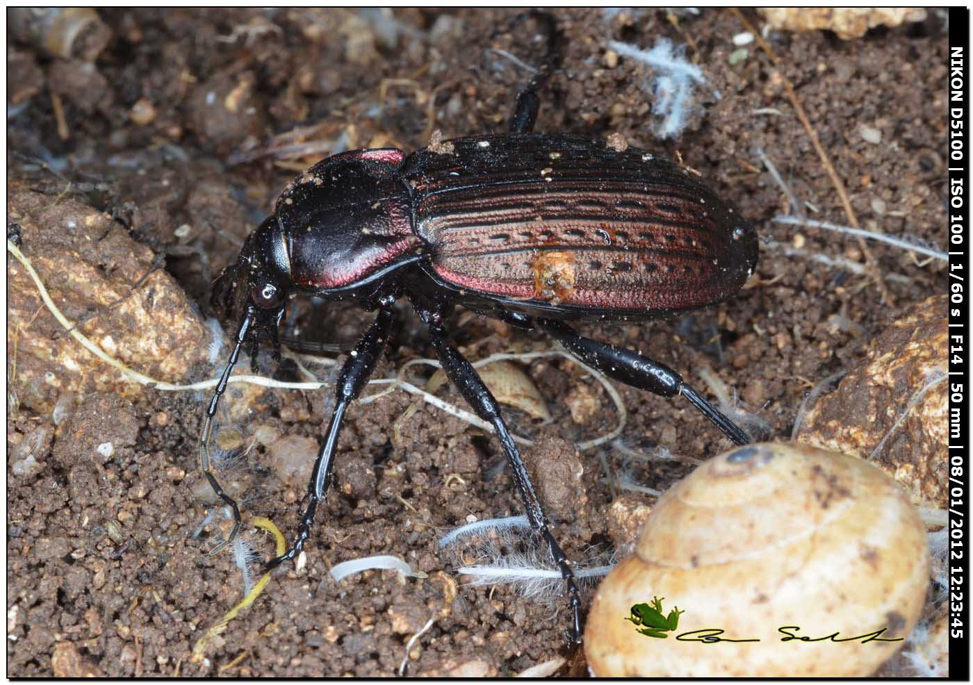 Carabus (Macrothorax) morbillosus constantinus