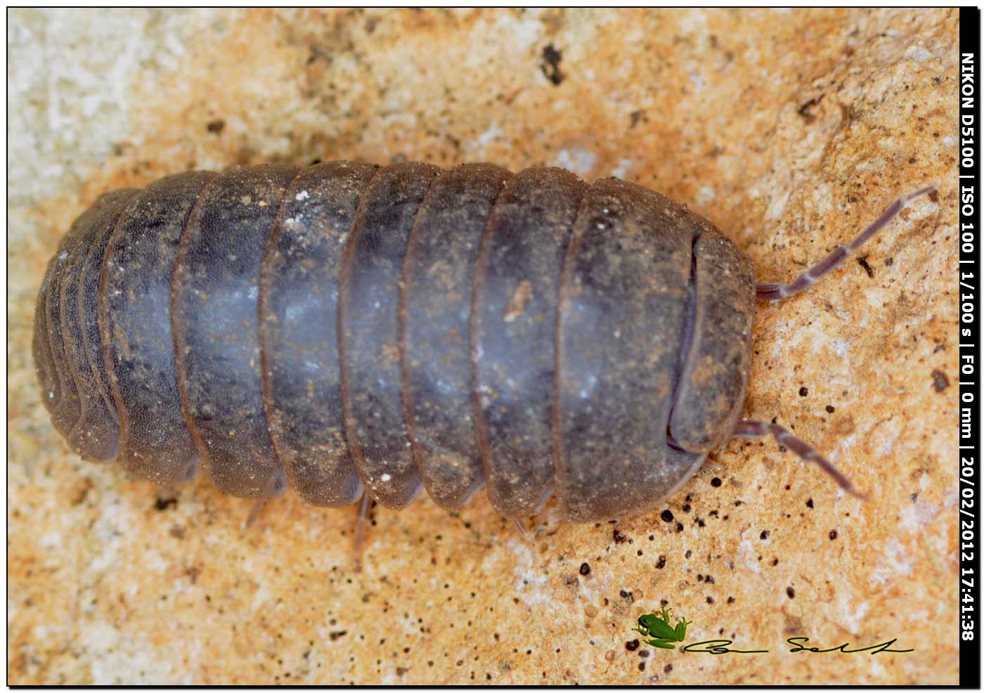 Isopoda Armadillidae: Armadillo officinalis