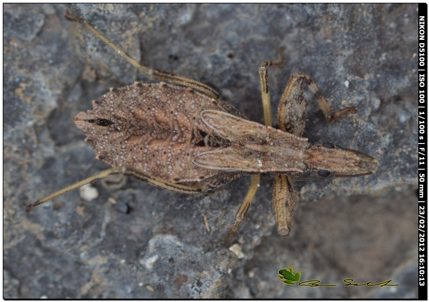 Reduviidae: ninfa di Oncocephalus sp. da Uri (Sardegna)