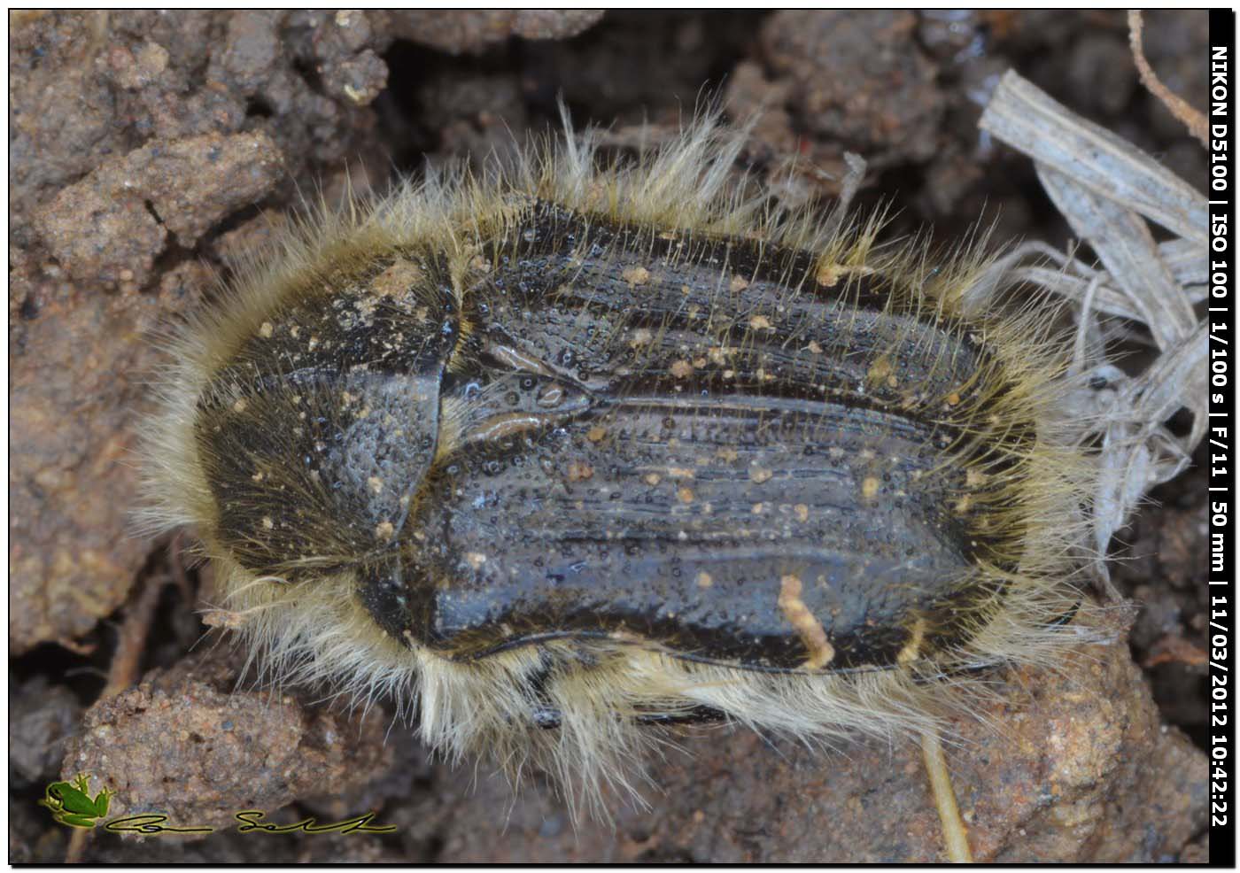 Cetoniidae : Tropinota squalida