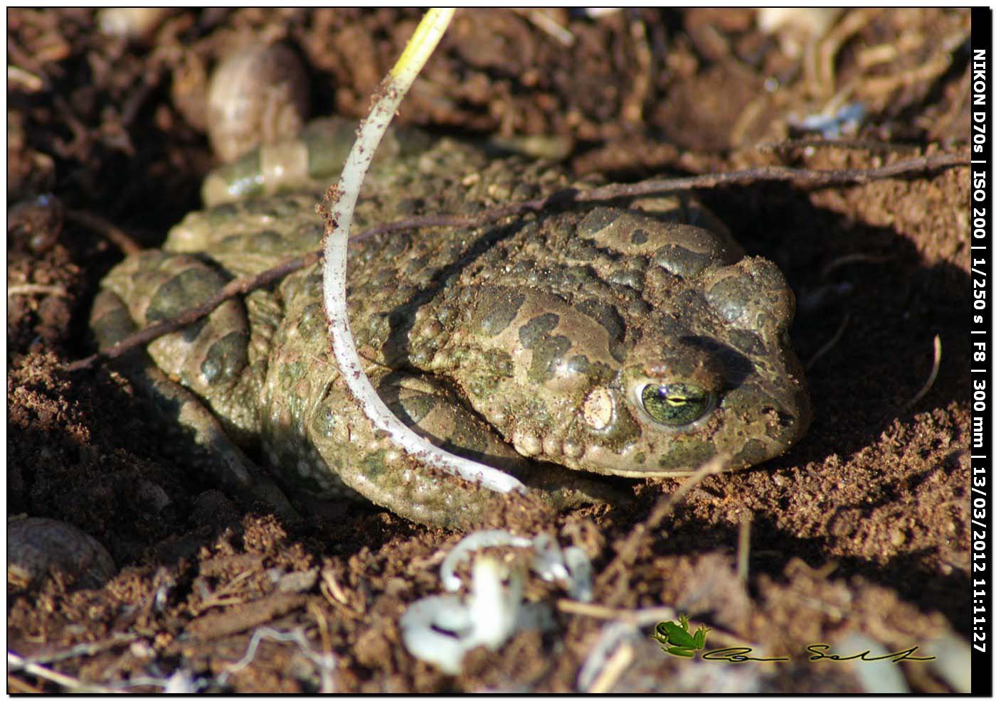 Bufo viridis? Bufotes balearicus (Sardegna)