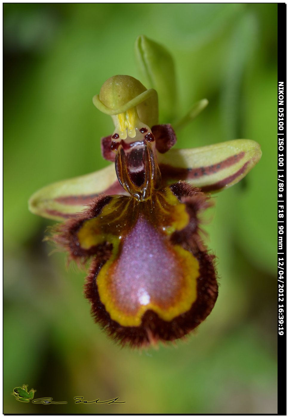 Orchidea da id. 3