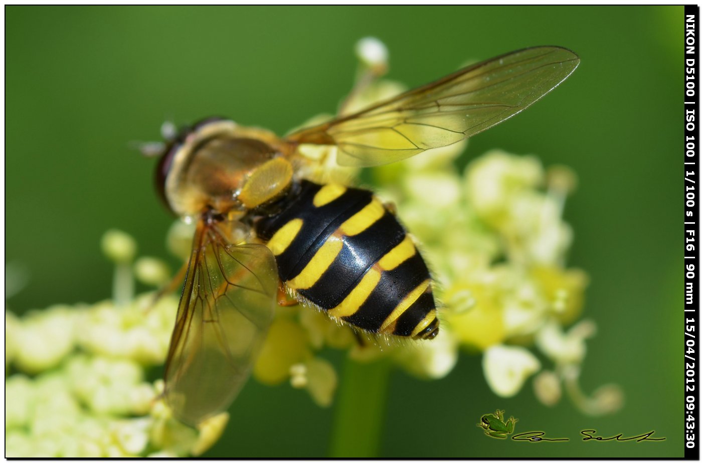 Syrphus ribesii