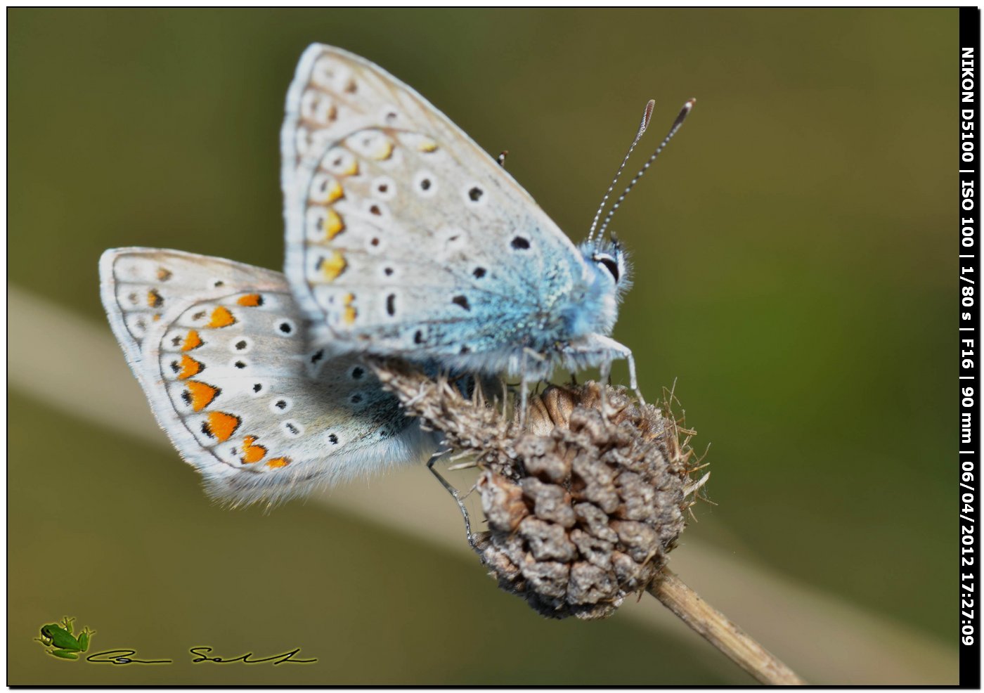 Aricia agestis