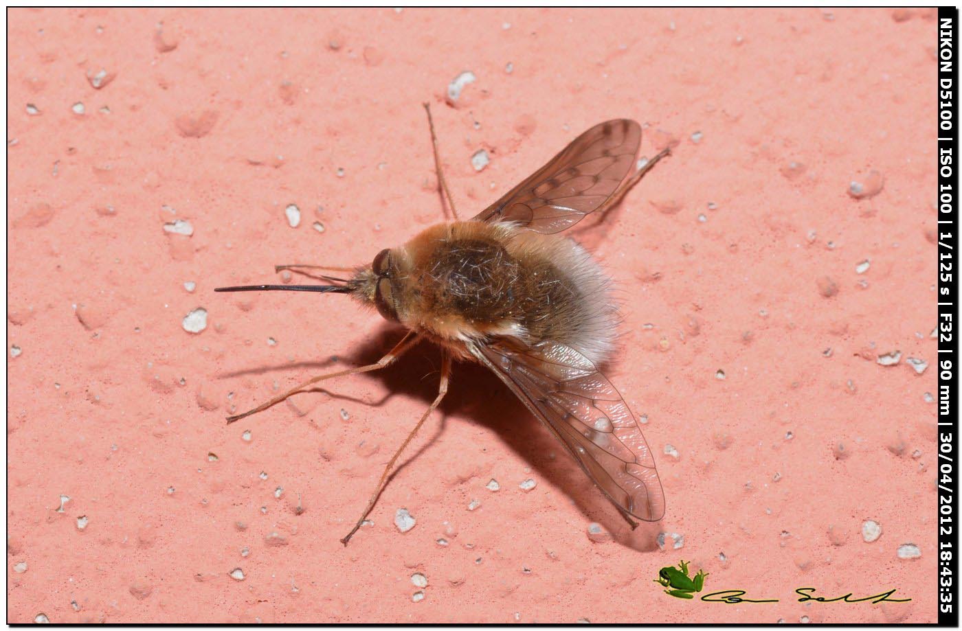 Bombylius discolor?