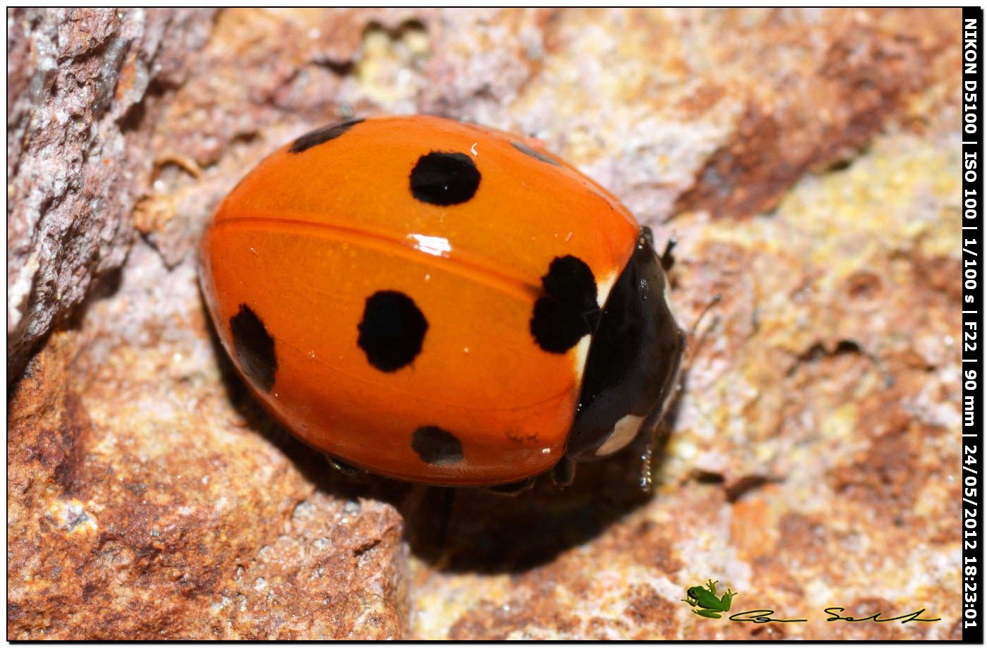 Coccinella septempunctata